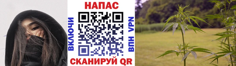 Бошки марихуана MAZAR  Чадан 
